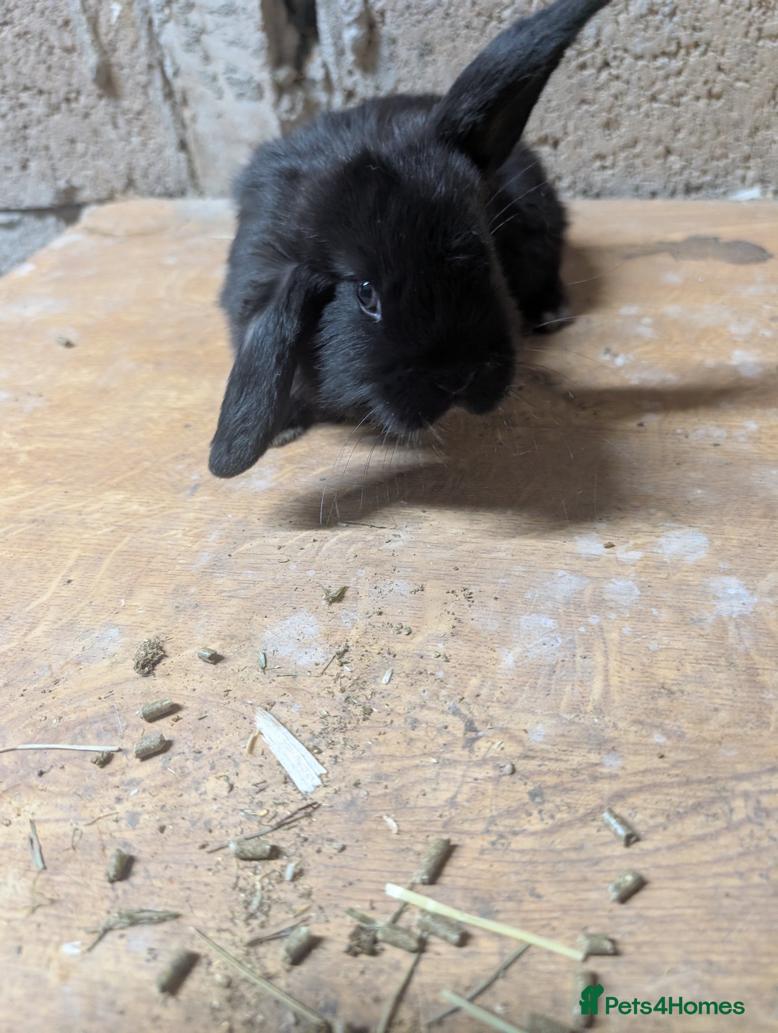 Mini Lop rabbits Pure mini lop - Advert 8