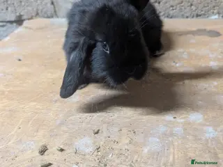 Mini Lop rabbits Pure mini lop - Advert 8