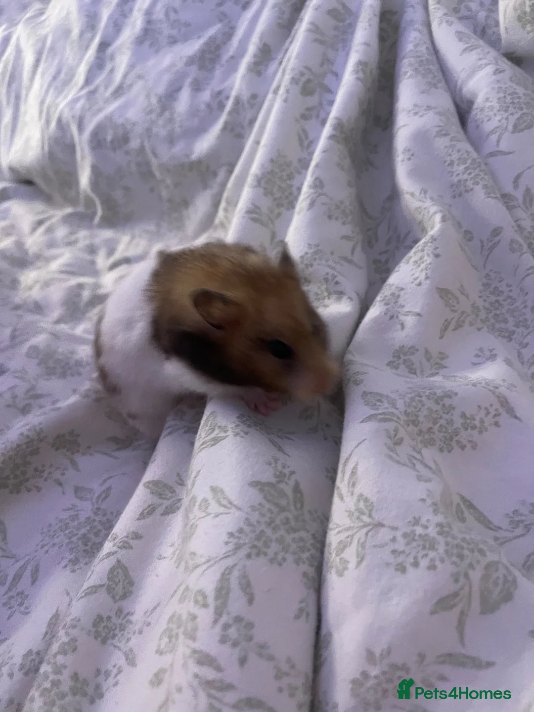 Hamster rodents for sale: Syrian Hamster in Wisbech - Advert 5