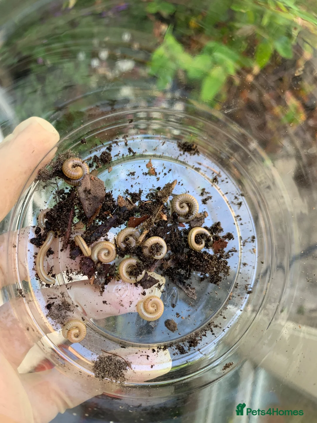 Millipedes invertebrates for sale: Salpidobolus sp. ‘Gorontalo’, Millipede Nymphs - Advert 2