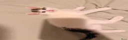 Mixed Breed cats for sale: 2 little kittens looking for forever homes  - Advert 4