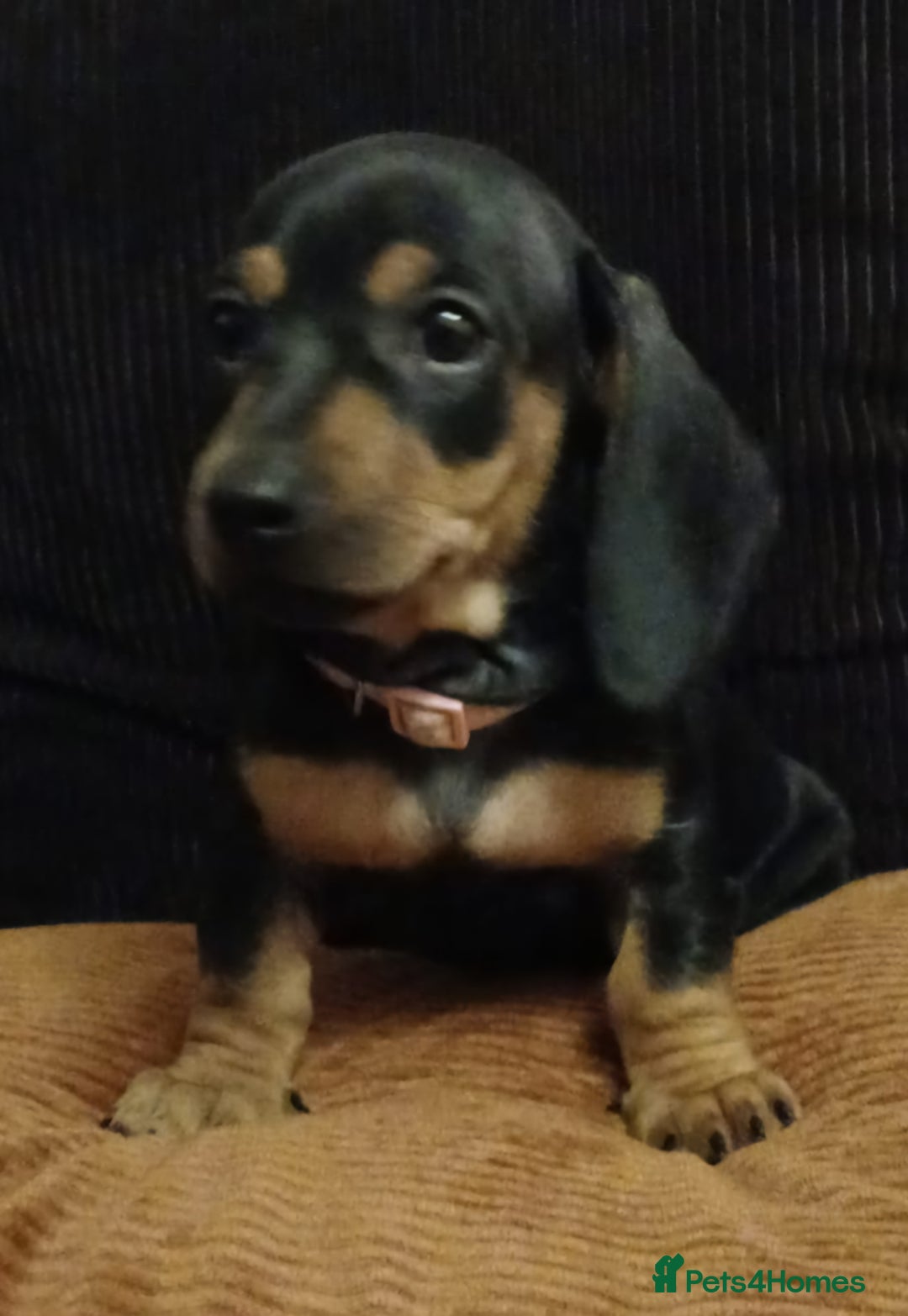 Dachshund dogs for sale: Miniature Dachshund puppies ready for forever home - Advert 1