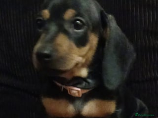 Dachshund dogs Miniature Dachshund puppies ready for forever home - Advert 9