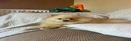 Pomeranian dogs for sale: Beautiful Pomeranian boys - Advert 5