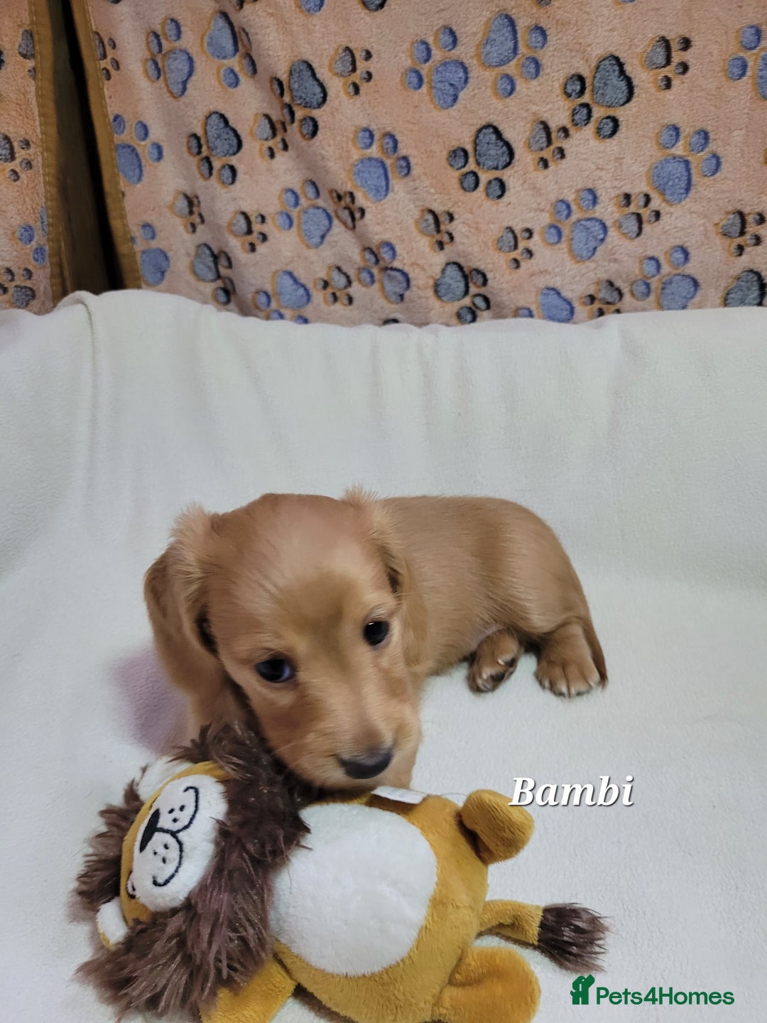 Dachshund dogs for sale: Long Haired KC Miniature Dachshund - Advert 2