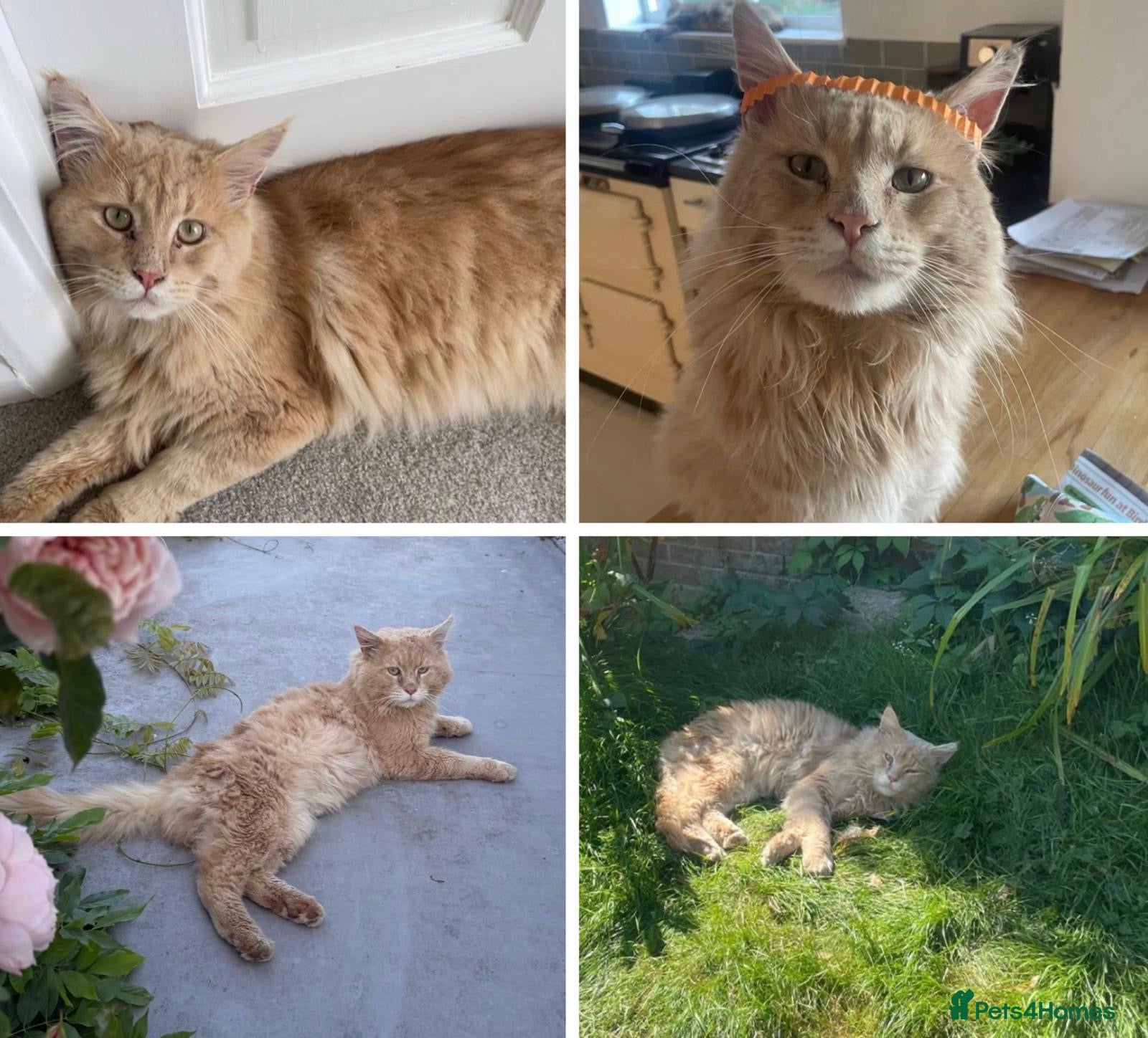 Maine Coon cats for sale: Maine Coon Cross Kittens Seeking Forever Homes - Advert 13