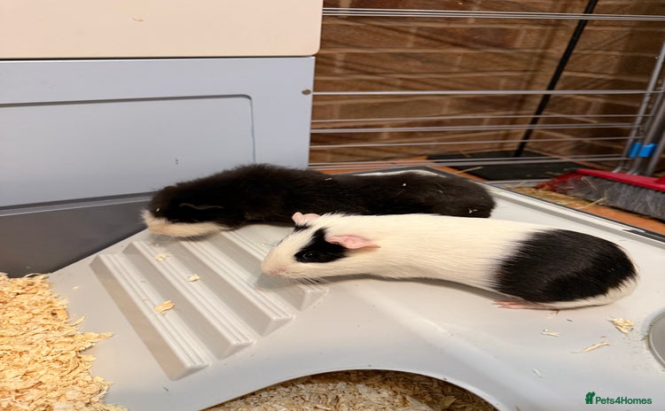 Guinea Pig rodents - Advert 1