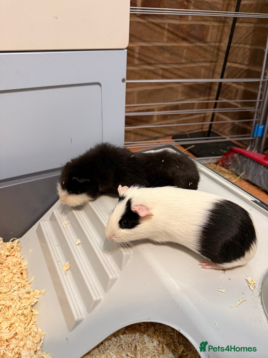Guinea Pig rodents for sale: 2 Male Guinea Pigs - Image 1