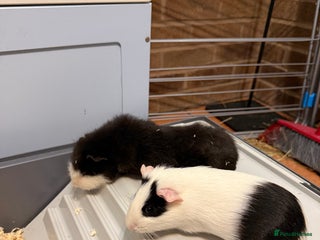 Guinea Pig rodents - Advert 30