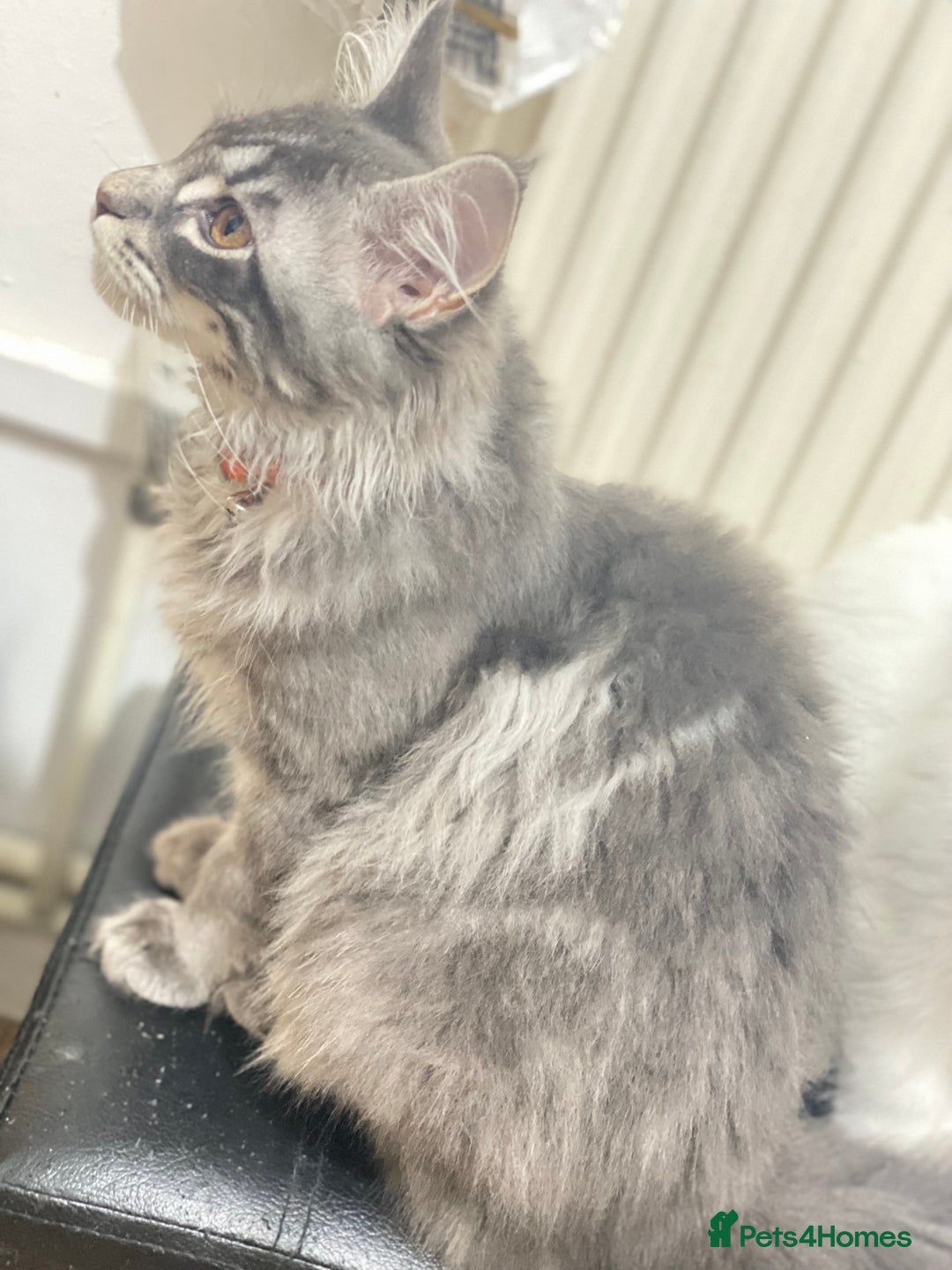 Maine Coon cats for sale: Maine Coon Kittens Ready for Their Forever Homes - Advert 16