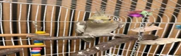 Cockatiels birds for sale: Cockatiel - Female  - Advert 2