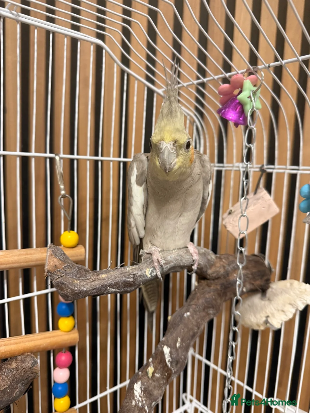 Cockatiels birds for sale: Cockatiel - Female  - Advert 2