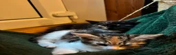 Mixed Breed cats for sale: Two gorgeous kittens looking for a home.  - Advert 18