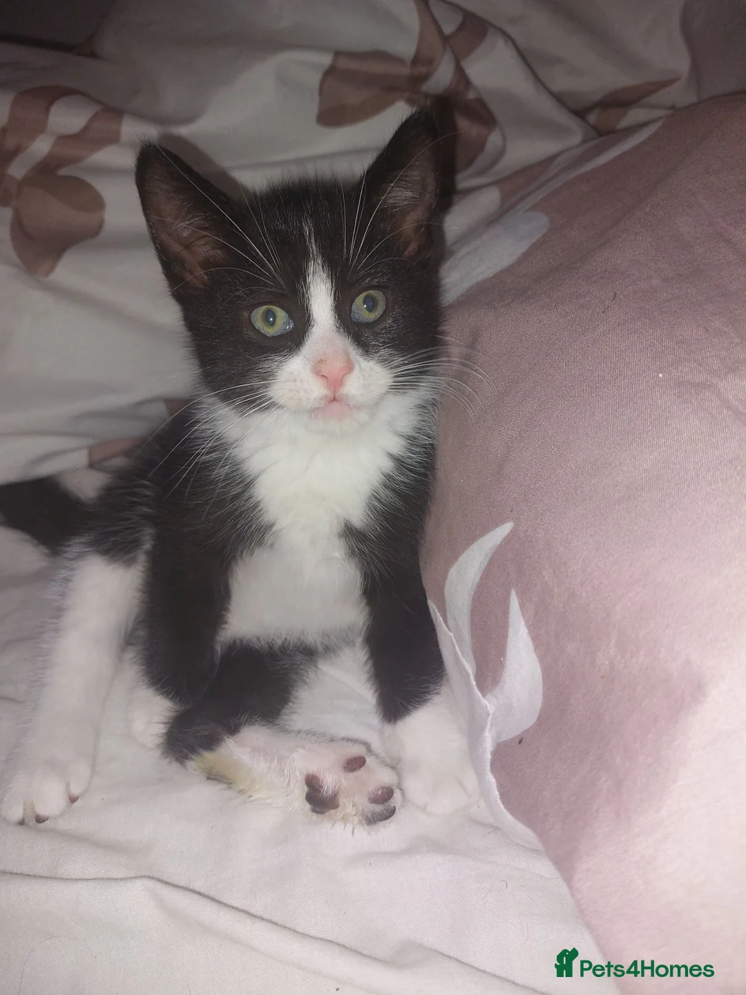 Mixed Breed cats for sale: 2 kittens - Advert 2