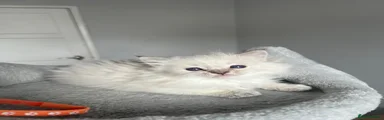 Ragdoll Kitten 2