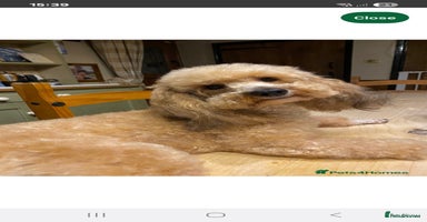 Cockapoo dogs - Advert 5