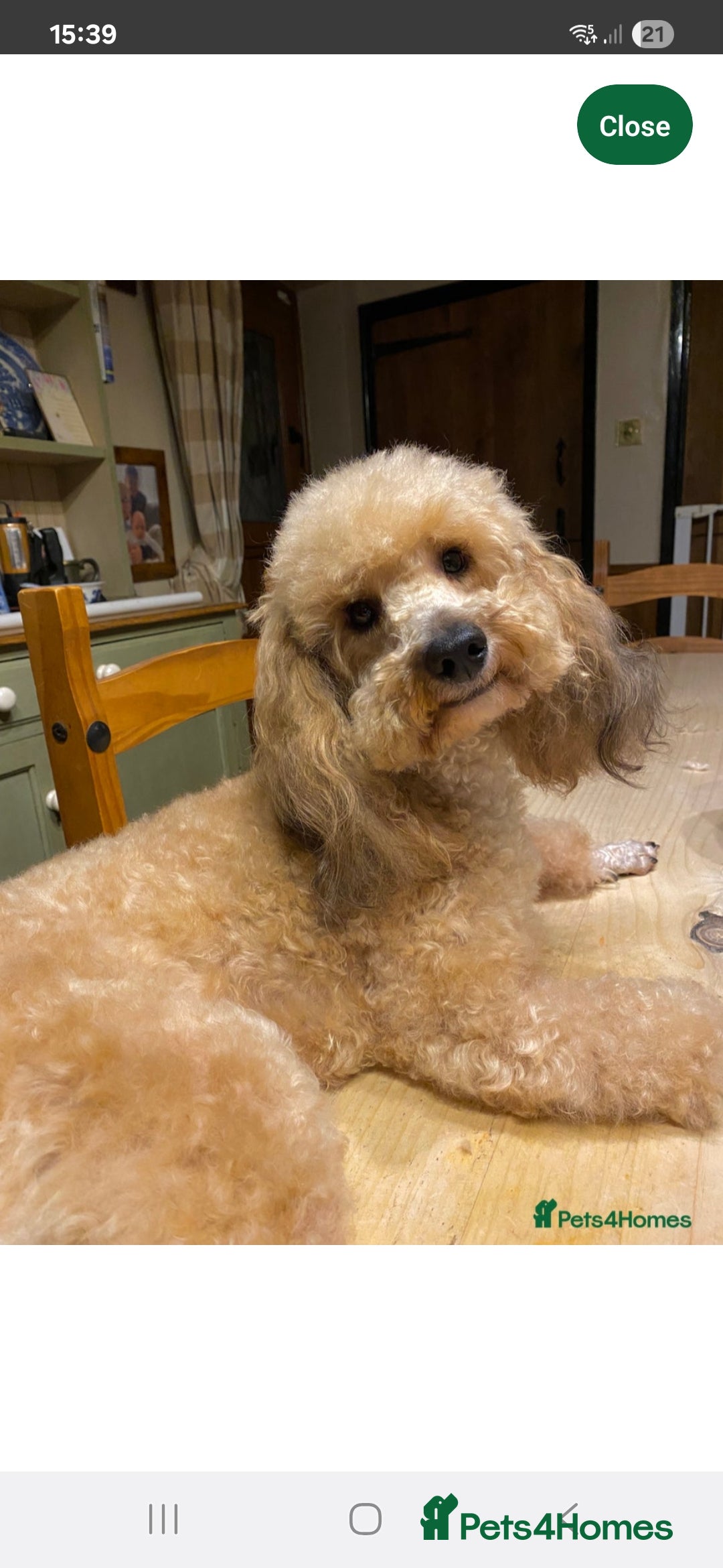 Cockapoo dogs for sale: F1 RARE COLOUR HEALTH TESTED COCKAPOOS FOR SALE - Image 5