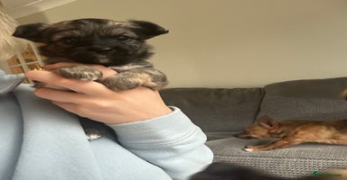 Mixed Breed dogs - Advert 10