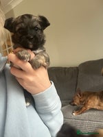 Mixed Breed dogs - Advert 10