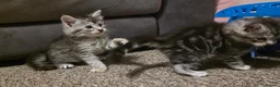 Maine Coon cats for sale: TICA registered family raised babies - Advert 8