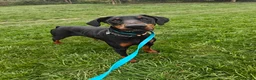 Dobermann dogs for sale: Stunning male dobermann  - Advert 10