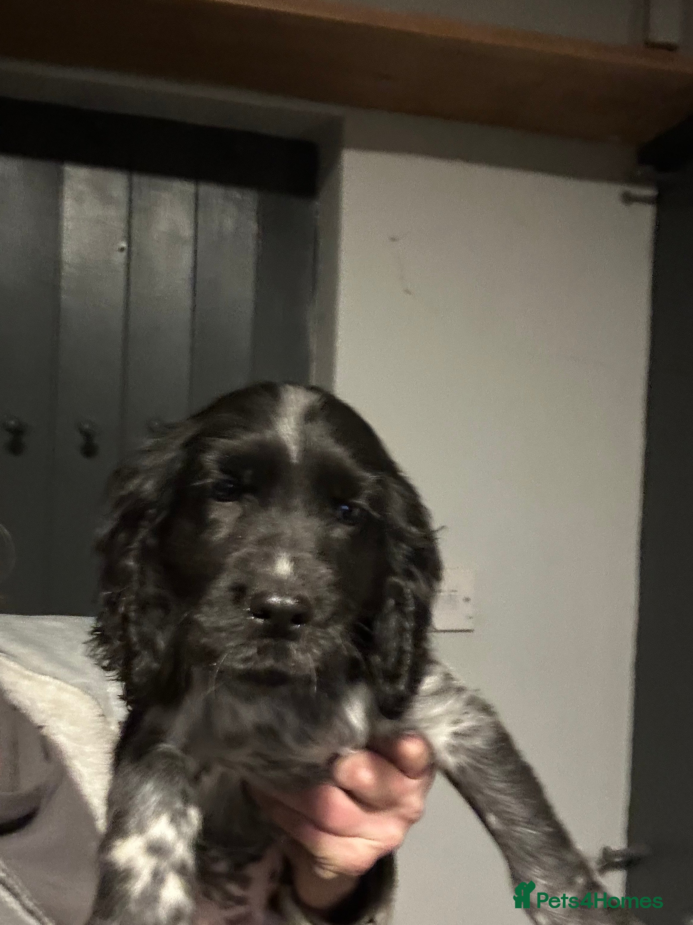 Cocker Spaniel dogs Kc reg. blue roan dog returned and ready  - Advert 5
