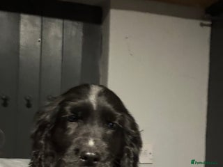 Cocker Spaniel dogs Kc reg. blue roan dog returned and ready - Advert 5
