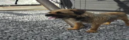 Border Terrier dogs for sale: 5 border terrier puppys  in Kilmarnock - Advert 1