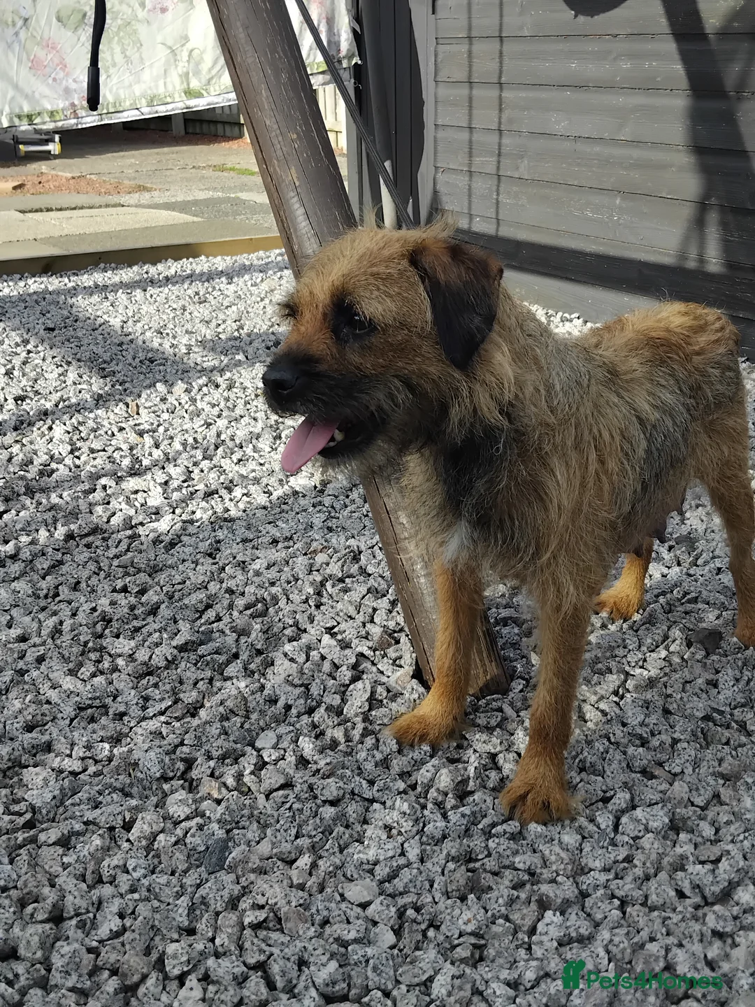 Border Terrier dogs for sale: 5 border terrier puppys  in Kilmarnock - Advert 1