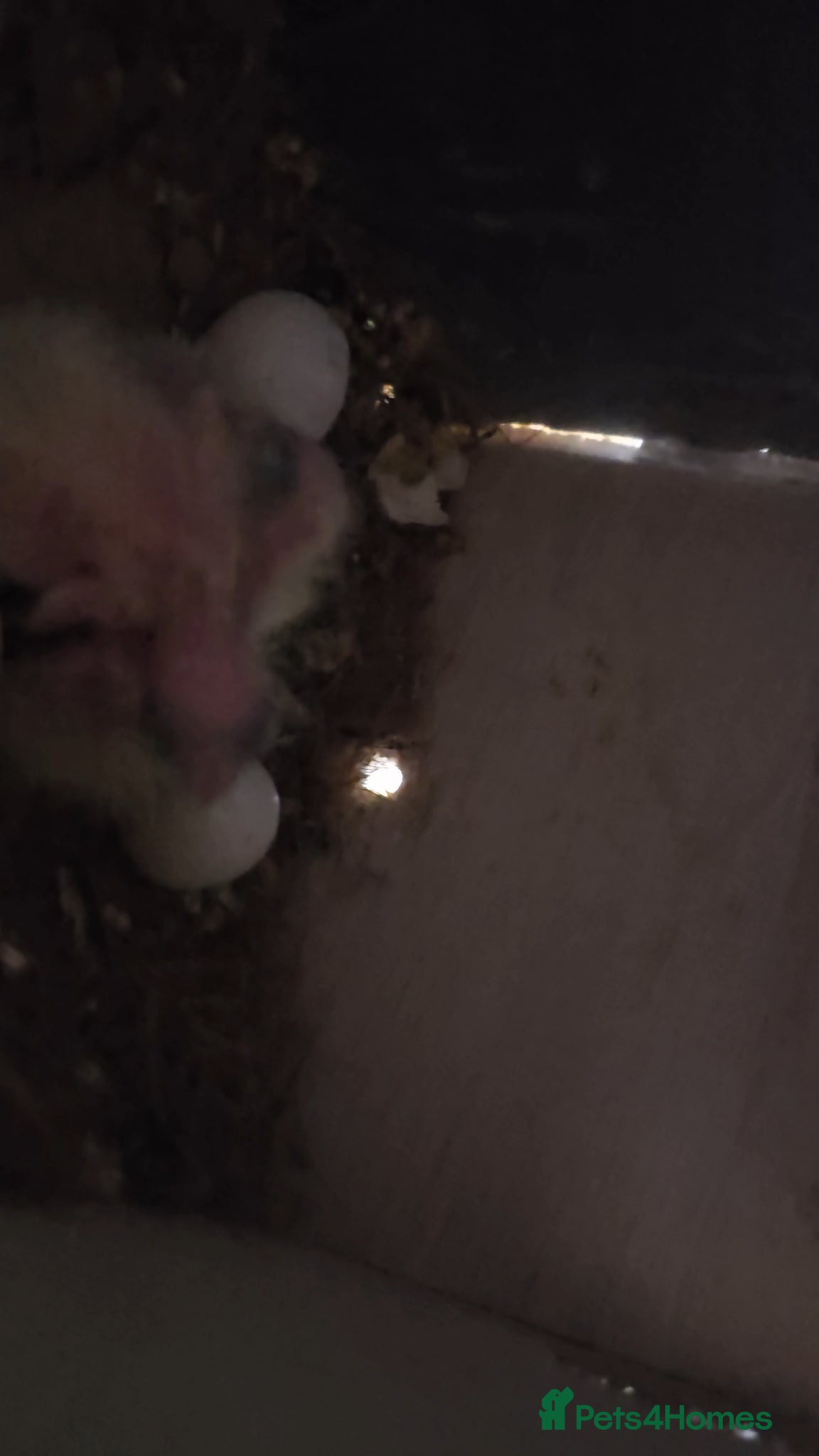 Cockatiels birds Baby cockatiel 🐣 - Advert 1