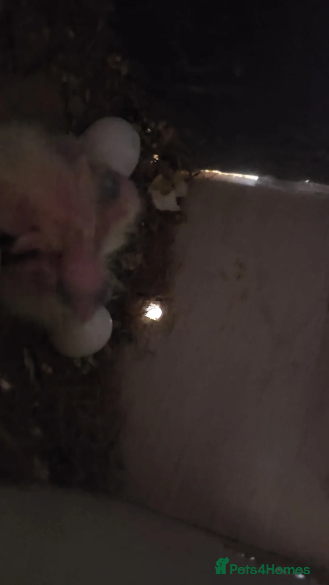 Cockatiels birds for sale: Baby cockatiel 🐣 in Gosport - Advert 1