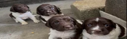 English Springer Spaniel dogs for sale: Beautiful springer spaniels  - Advert 6