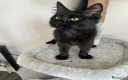 Ragdoll cats for sale: Ragdoll x kittens  - Image 5