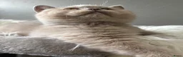 British Shorthair cats for sale: **GCCF British Shorthair / Longhair Kittens** - Advert 8