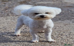 Poochon dogs for sale: 💥STUNNING H/TESTED F1 POOCHON PUPPIES FOR SALE💥 - Image 6