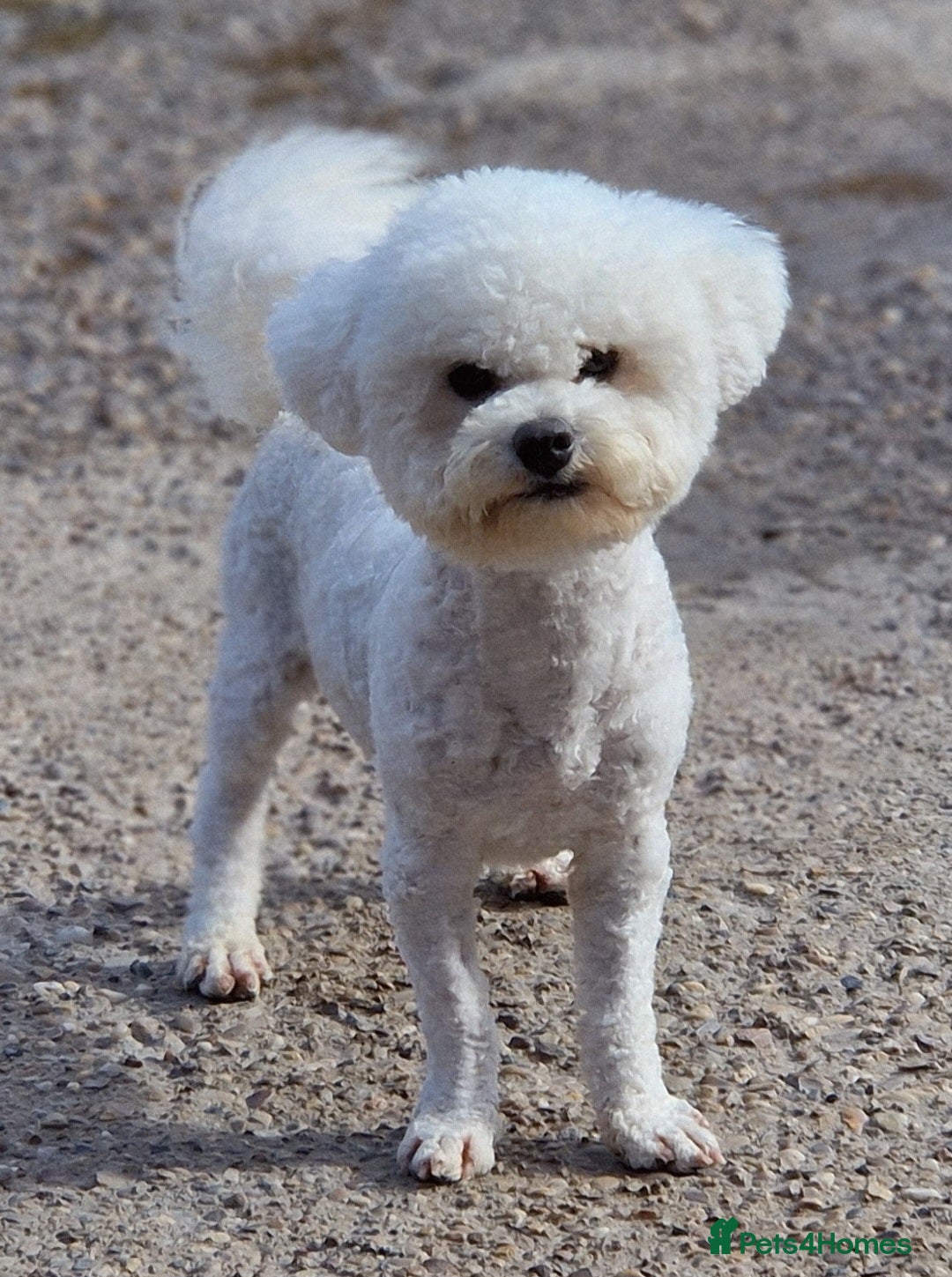 Poochon dogs for sale: 💥STUNNING H/TESTED F1 POOCHON PUPPIES FOR SALE💥 - Image 6