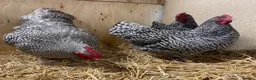 Chickens poultry for sale: North Holland Blue  - Advert 1