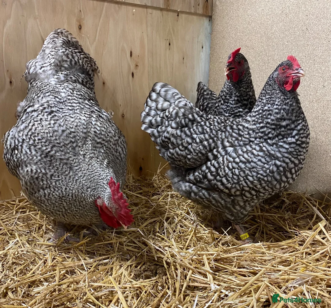 Chickens poultry for sale: North Holland Blue  - Advert 1