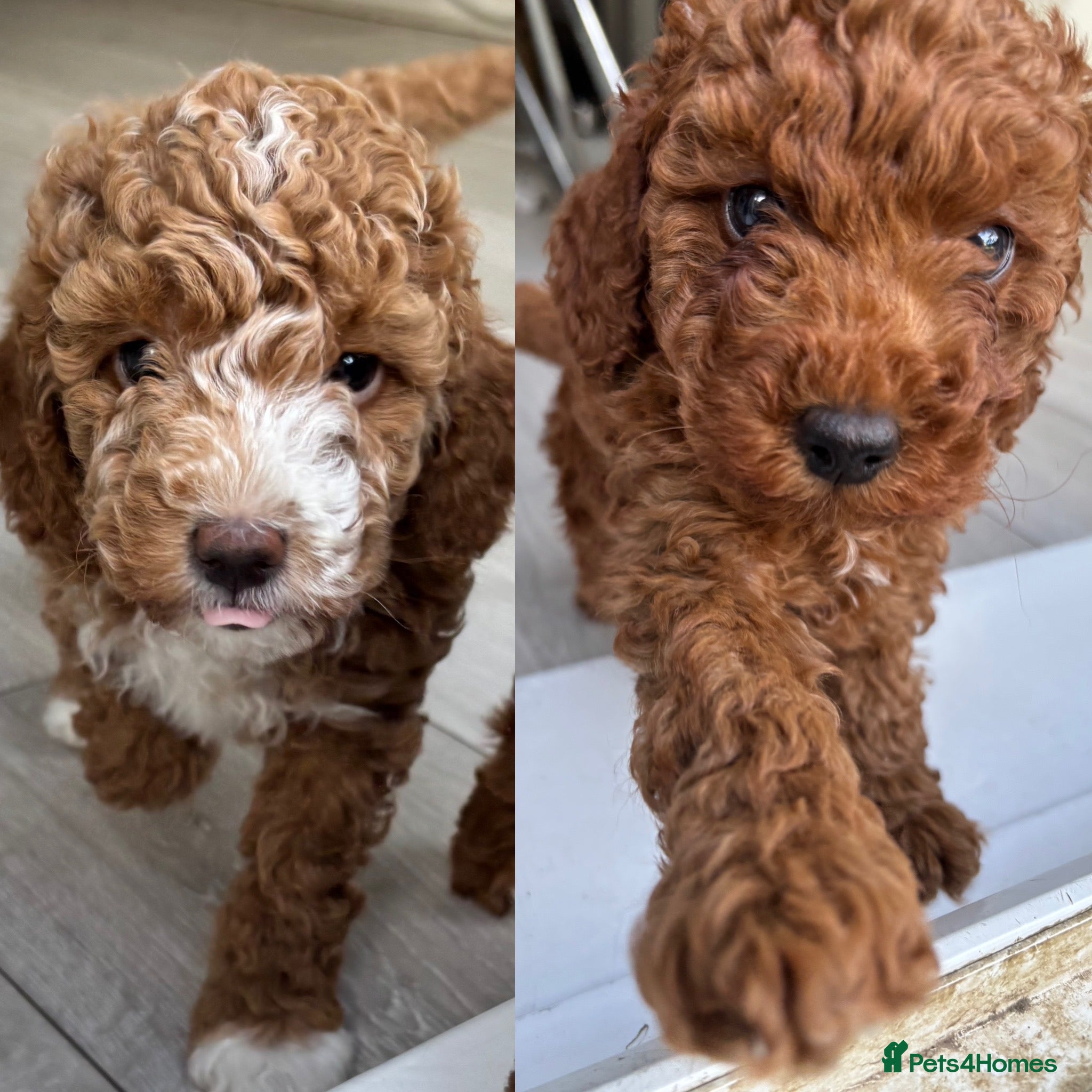 Poochon dogs Three beautiful girls 🩷🩷 ONE RESERVED!! - Advert 11