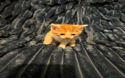Domestic Shorthair cats for sale: Beautiful kittens - Image 4
