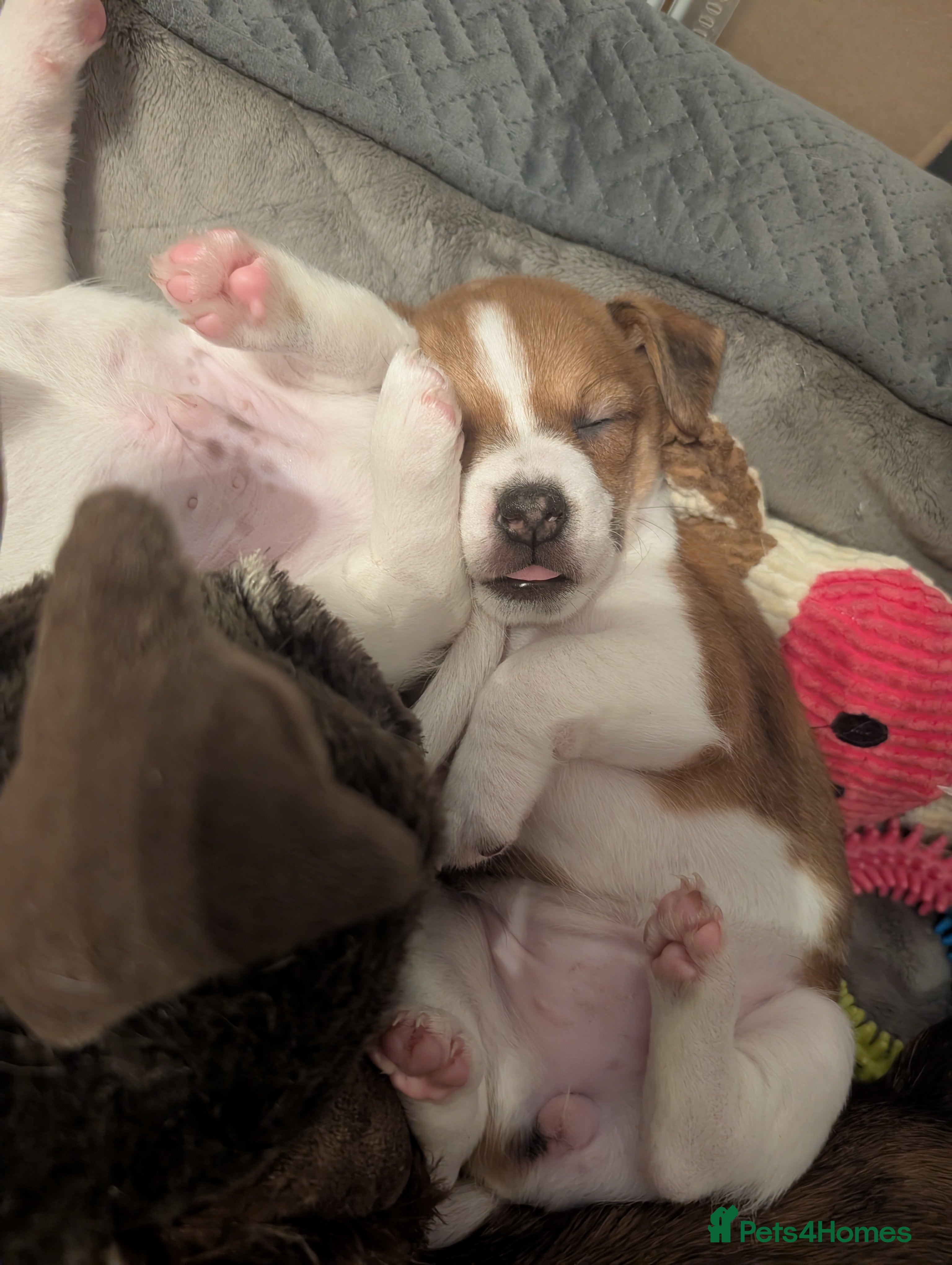 Jack Russell dogs Puppy  - Advert 1