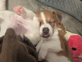 Jack Russell dogs Puppy - Advert 1