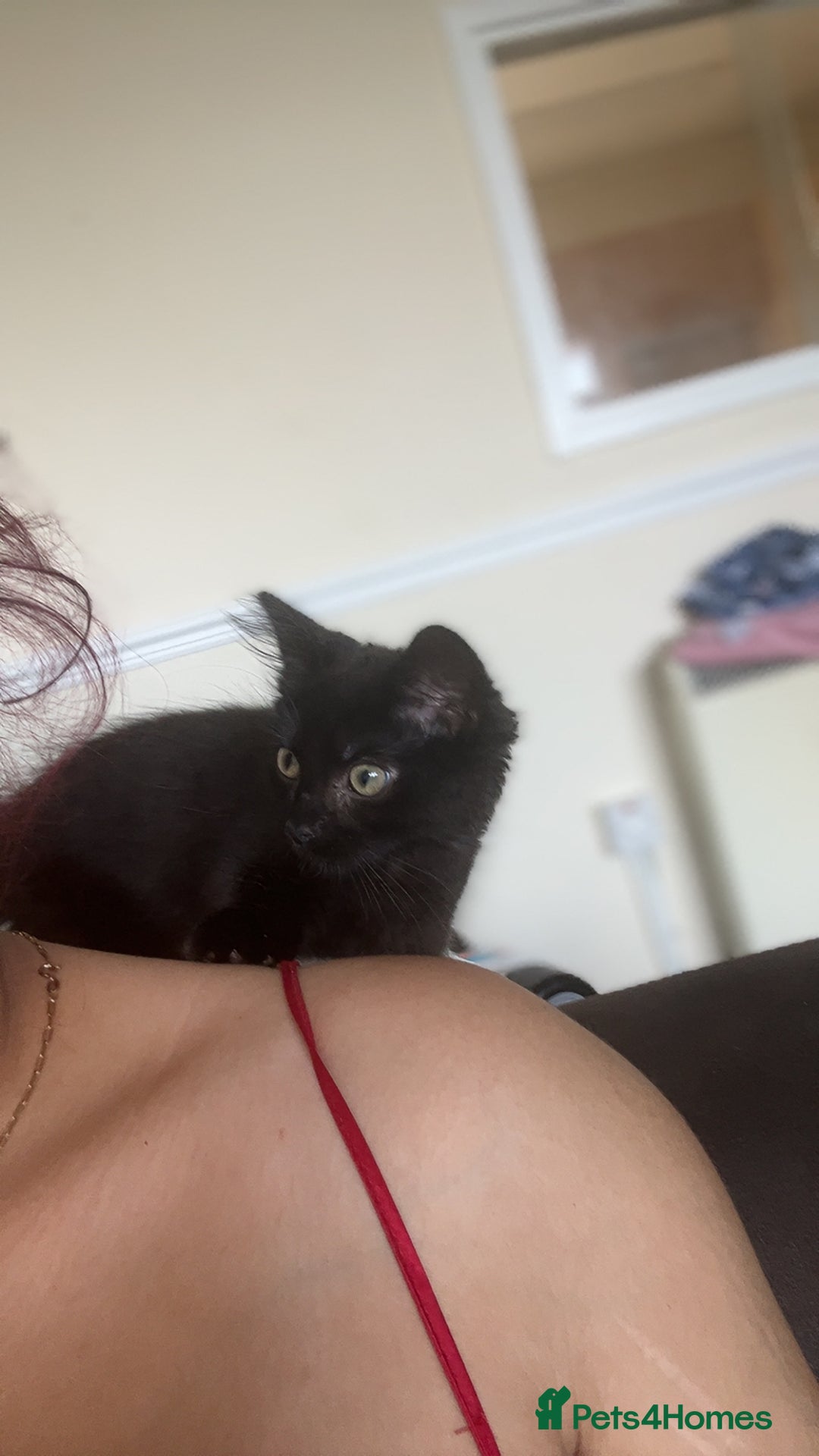 Mixed Breed cats for sale: Looking for a new home - Image 3
