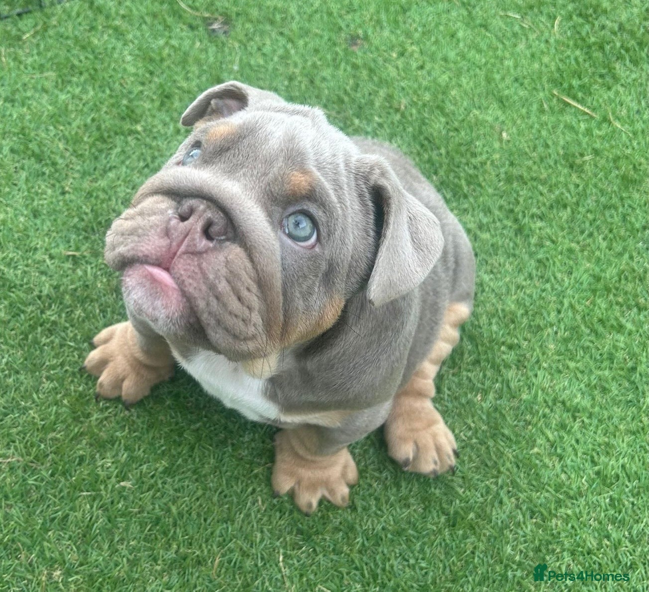 English Bulldog dogs Last boy and girl left ❤️💙 - Advert 1