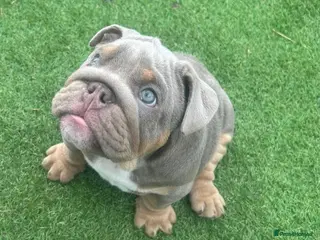 English Bulldog dogs Last boy and girl left ❤️💙 - Advert 15