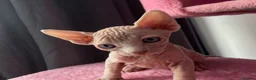 Sphynx cats for sale: Sphynx kittens ready in 3 weeks  - Advert 5