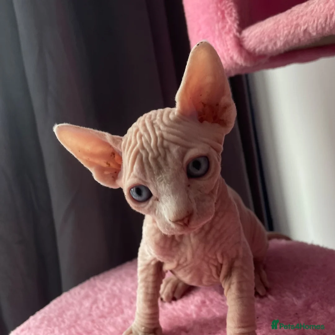 Sphynx cats for sale: LAST ONES LEFT !!  in Leeds - Advert 2