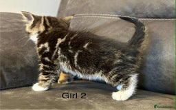 British Shorthair cats for sale: Stunning kittens available  - Image 20