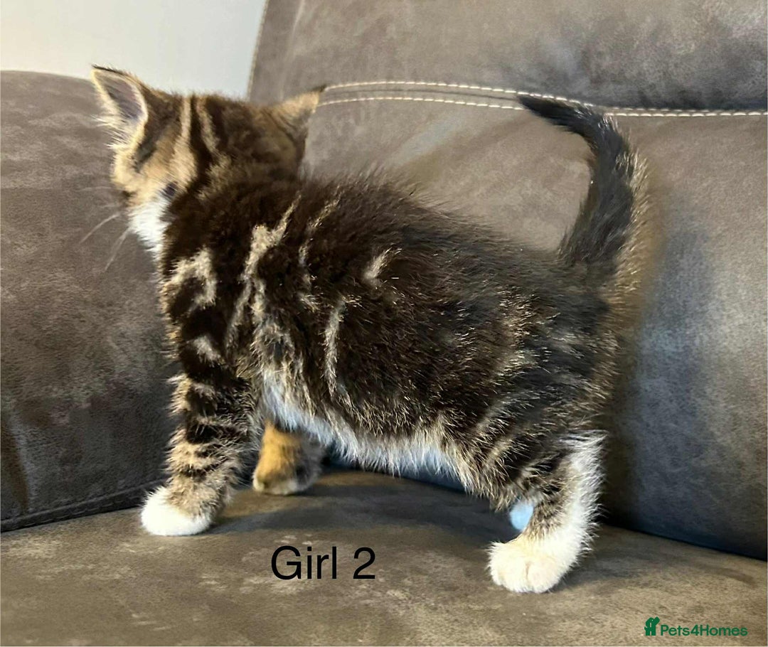 British Shorthair cats for sale: Stunning kittens available  - Image 20