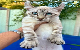 Keetso cats for sale: Wild looking polydactyl curled eared snow leopard  - Image 6